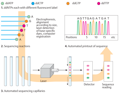 Automated DNA sequencing