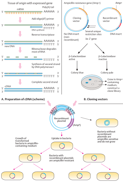 cDNA cloning principle