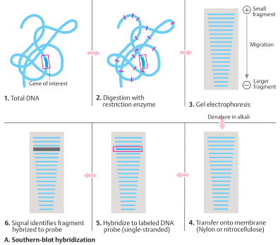 Southern blot hybridization