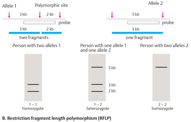 Restriction fragment length polymorphism (RFLP)