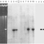 Southern blot