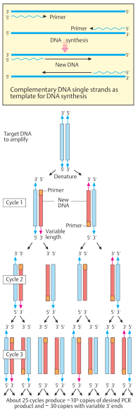 Polymerase chain reaction (PCR) 