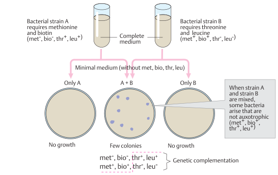 Genetic recombination in bacteria