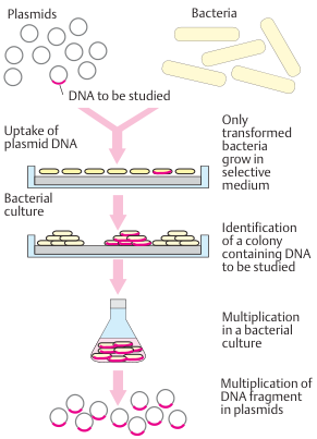 Multiplication of a DNA segment in transformed bacteria
