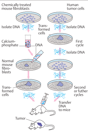 Transfection by DNA