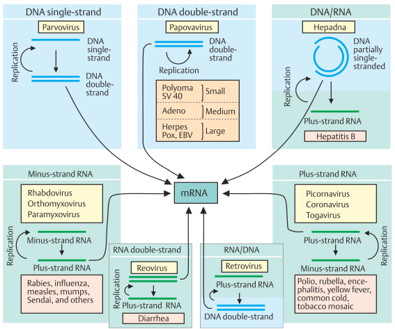 Replication and transcription of viruses