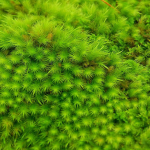 Bryophytes