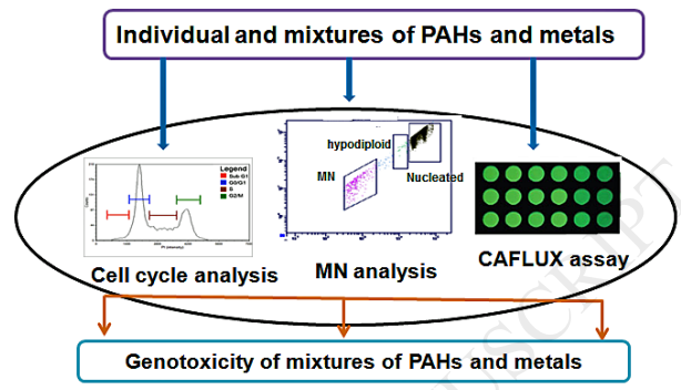 Genotoxicity evaluation of multi-component mixtures of PAHs and metals