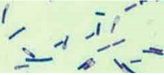 Morphologie du C.difficile