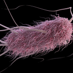 Escherichia coli