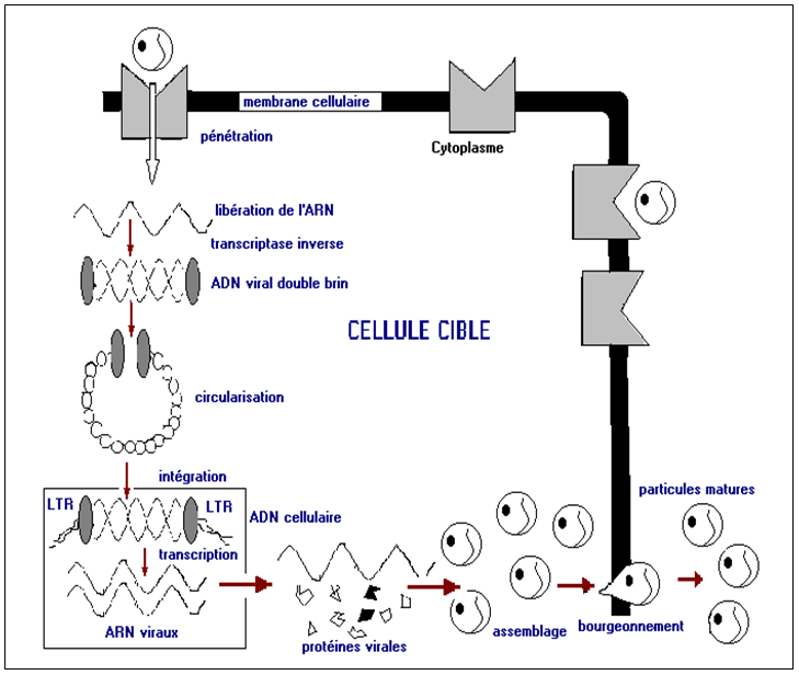 Fig. 3 : Cycle de réplication du VIH dans un lymphocyte CD4