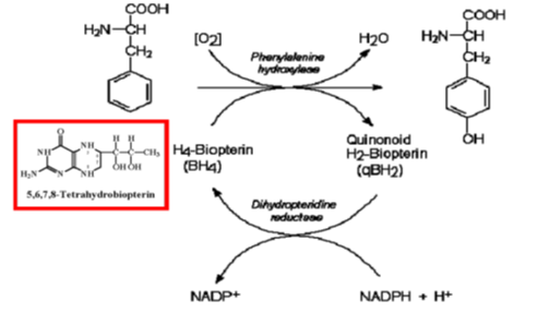 hydroxylation de la Phe en Tyr