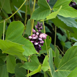 Pueraria montana