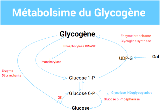 Hypoglycémies » Magazine Science