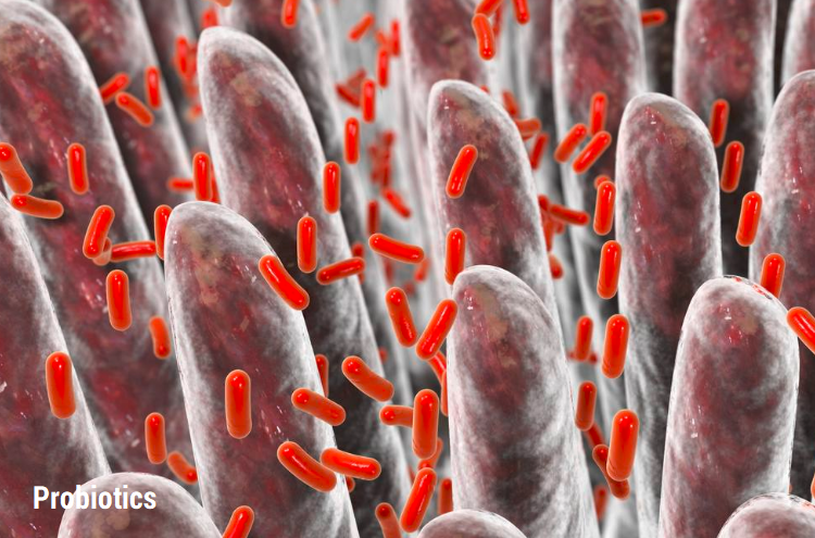 Gut Bacteria