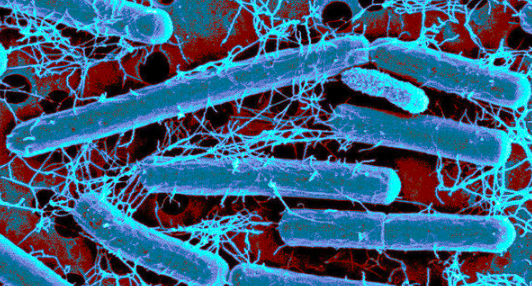Lactobacillus acidophilus